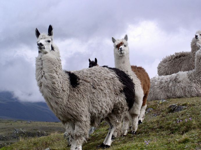 Ecuador 4
